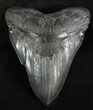 Absolutely Massive Megalodon Tooth - Serrated #28680-2